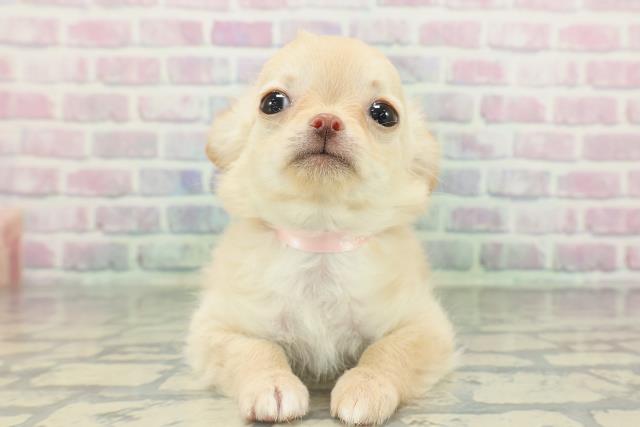 チワワ（ロングコート）