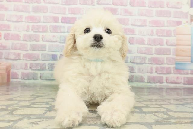 福島県のトイプードル(トイ) (Coo&RIKUいわき店/2026年2月11日生まれ/男の子/クリーム)の子犬