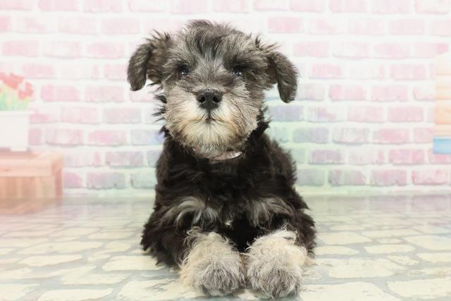 ミニチュア・シュナウザー