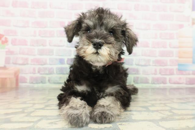 ミニチュア・シュナウザー