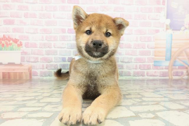 福島県の柴犬(標準サイズ) (Coo&RIKU郡山店/2026年2月12日生まれ/男の子/赤)の子犬