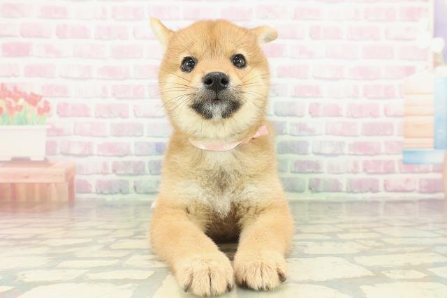 千葉県の柴犬(標準サイズ) (Coo&RIKUフレスポ稲毛店/2026年2月12日生まれ/女の子/赤)の子犬の1枚目の画像