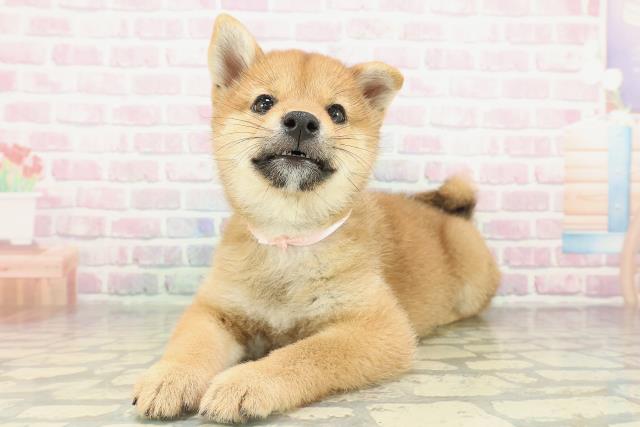 千葉県の柴犬(標準サイズ) (Coo&RIKUフレスポ稲毛店/2026年2月12日生まれ/女の子/赤)の子犬の2枚目の画像