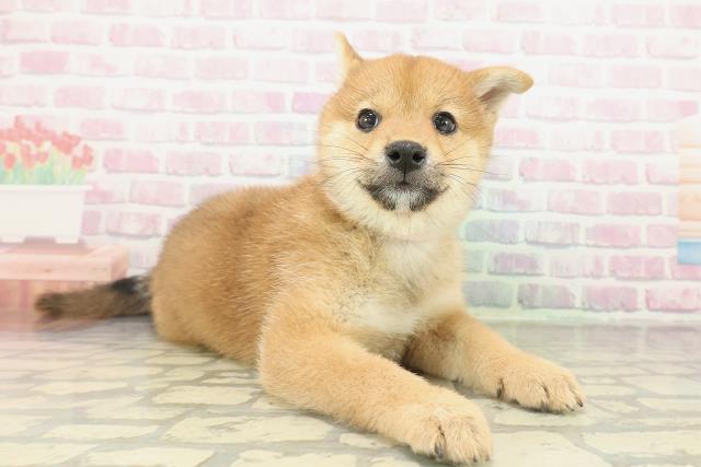 千葉県の柴犬(標準サイズ) (Coo&RIKUフレスポ稲毛店/2026年2月12日生まれ/女の子/赤)の子犬の3枚目の画像