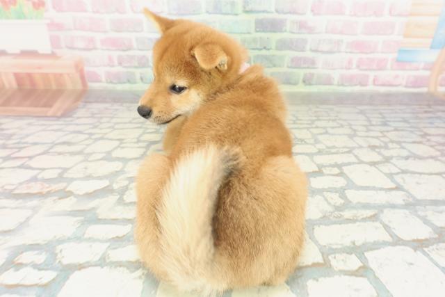 千葉県の柴犬(標準サイズ) (Coo&RIKUフレスポ稲毛店/2026年2月12日生まれ/女の子/赤)の子犬の4枚目の画像