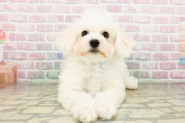 福島県のビションフリーゼ (Coo&RIKU郡山店/2026年2月13日生まれ/男の子/ホワイト)の子犬