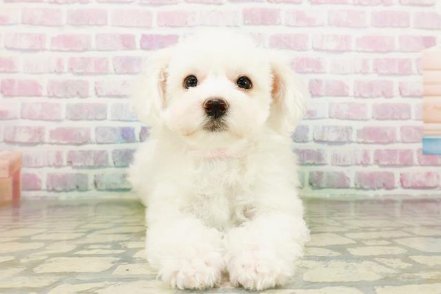 ビション・フリーゼ