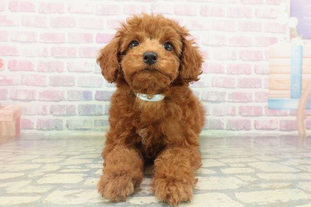 千葉県のトイプードル(トイ) (Coo&RIKUフレスポ稲毛店/2026年2月14日生まれ/男の子/レッド)の子犬