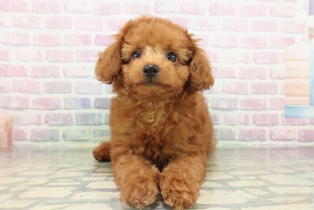 神奈川県のトイプードル(トイ) (Coo&RIKUパウ川崎店/2026年2月14日生まれ/男の子/レッド)の子犬の1枚目の画像