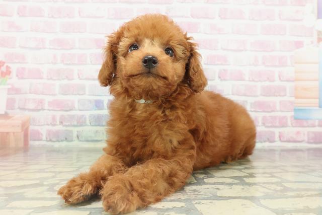 神奈川県のトイプードル(トイ) (Coo&RIKUパウ川崎店/2026年2月14日生まれ/男の子/レッド)の子犬の2枚目の画像