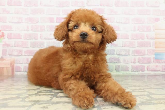 神奈川県のトイプードル(トイ) (Coo&RIKUパウ川崎店/2026年2月14日生まれ/男の子/レッド)の子犬の3枚目の画像