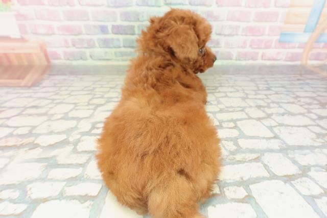 神奈川県のトイプードル(トイ) (Coo&RIKUパウ川崎店/2026年2月14日生まれ/男の子/レッド)の子犬の4枚目の画像