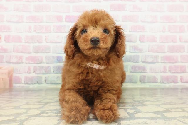 栃木県のトイプードル(トイ) (Coo&RIKU小山店/2026年2月14日生まれ/女の子/レッド)の子犬の1枚目の画像