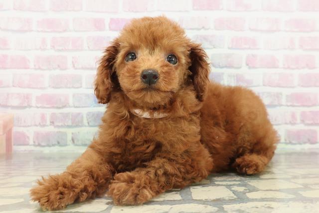 栃木県のトイプードル(トイ) (Coo&RIKU小山店/2026年2月14日生まれ/女の子/レッド)の子犬の2枚目の画像