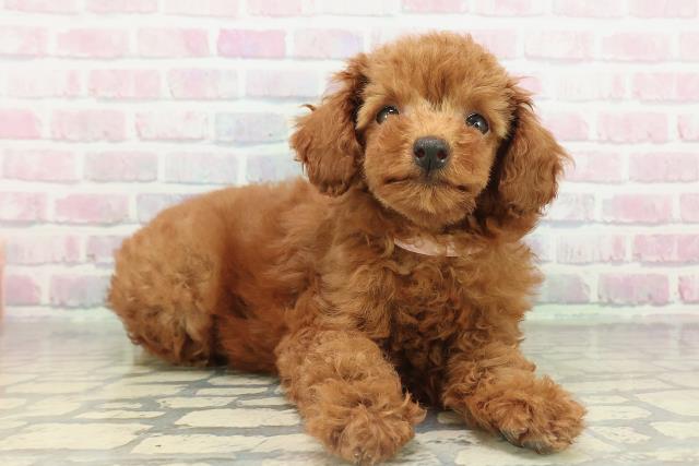 栃木県のトイプードル(トイ) (Coo&RIKU小山店/2026年2月14日生まれ/女の子/レッド)の子犬の3枚目の画像