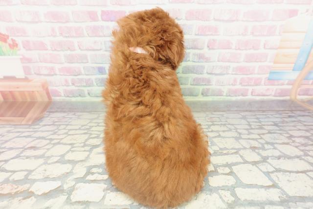 栃木県のトイプードル(トイ) (Coo&RIKU小山店/2026年2月14日生まれ/女の子/レッド)の子犬の4枚目の画像