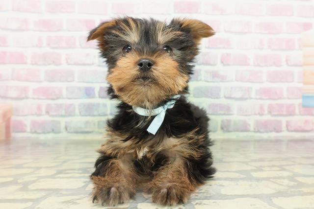 福島県のヨークシャーテリア (Coo&RIKU郡山店/2026年2月16日生まれ/男の子/スチールブルータン)の子犬