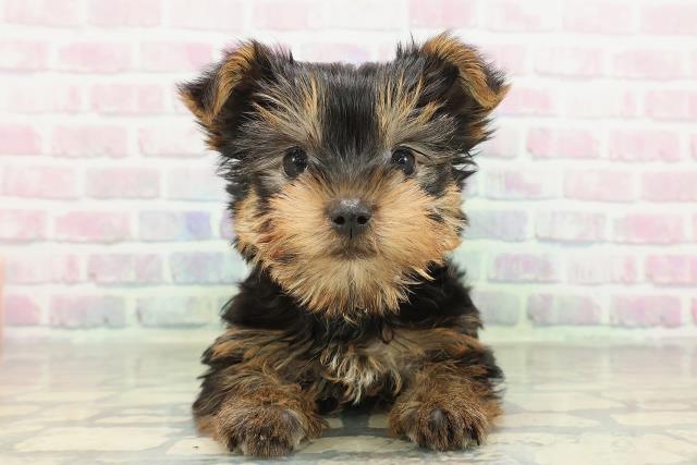 ヨークシャーテリア