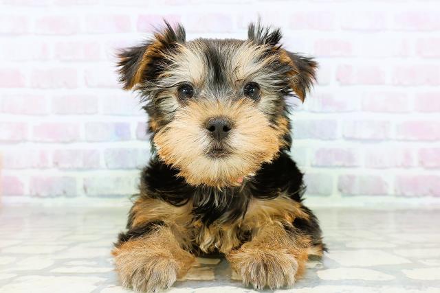 ヨークシャーテリア