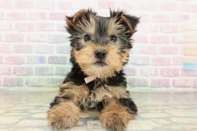 東京都のヨークシャーテリア (Coo&RIKU立川店/2026年2月16日生まれ/女の子/スチールブルータン)の子犬の1枚目の画像