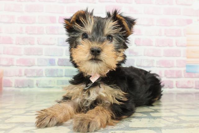 東京都のヨークシャーテリア (Coo&RIKU立川店/2026年2月16日生まれ/女の子/スチールブルータン)の子犬の2枚目の画像