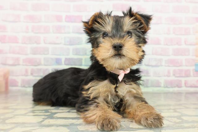 東京都のヨークシャーテリア (Coo&RIKU立川店/2026年2月16日生まれ/女の子/スチールブルータン)の子犬の3枚目の画像