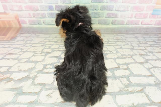 東京都のヨークシャーテリア (Coo&RIKU立川店/2026年2月16日生まれ/女の子/スチールブルータン)の子犬の4枚目の画像