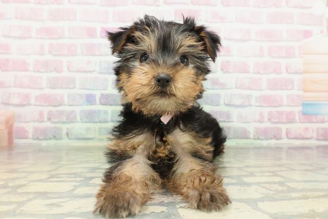 ヨークシャーテリア