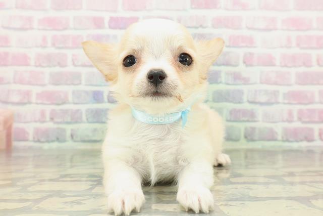 埼玉県のチワワ(ロング) (Coo&RIKUアニマルケアセンター大宮/2026年2月17日生まれ/男の子/レッドホワイト)の子犬の1枚目の画像