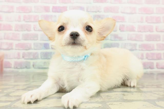 埼玉県のチワワ(ロング) (Coo&RIKUアニマルケアセンター大宮/2026年2月17日生まれ/男の子/レッドホワイト)の子犬の2枚目の画像