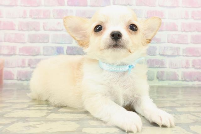 埼玉県のチワワ(ロング) (Coo&RIKUアニマルケアセンター大宮/2026年2月17日生まれ/男の子/レッドホワイト)の子犬の3枚目の画像