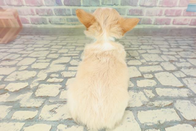 埼玉県のチワワ(ロング) (Coo&RIKUアニマルケアセンター大宮/2026年2月17日生まれ/男の子/レッドホワイト)の子犬の4枚目の画像