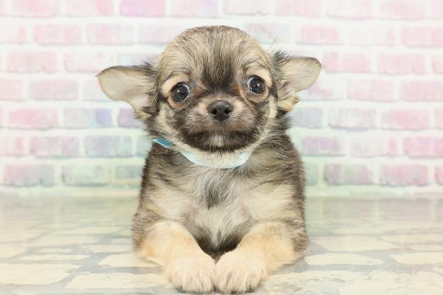 チワワ（ロングコート）