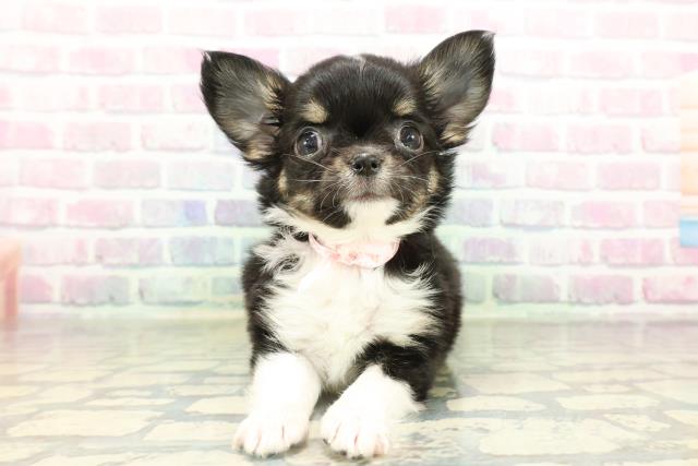 埼玉県のチワワ(ロング) (Coo&RIKUアニマルケアセンター大宮/2026年2月17日生まれ/女の子/ブラックタンホワイト)の子犬の1枚目の画像