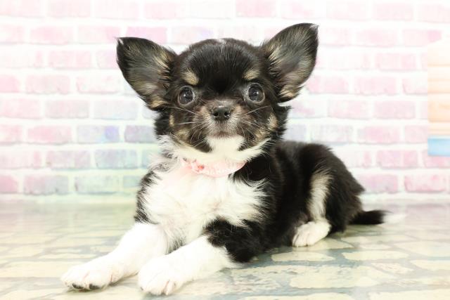 埼玉県のチワワ(ロング) (Coo&RIKUアニマルケアセンター大宮/2026年2月17日生まれ/女の子/ブラックタンホワイト)の子犬の2枚目の画像