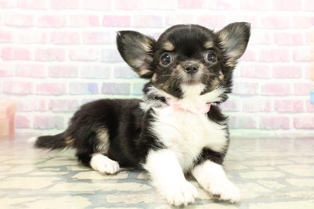 埼玉県のチワワ(ロング) (Coo&RIKUアニマルケアセンター大宮/2026年2月17日生まれ/女の子/ブラックタンホワイト)の子犬の3枚目の画像