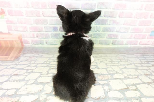 埼玉県のチワワ(ロング) (Coo&RIKUアニマルケアセンター大宮/2026年2月17日生まれ/女の子/ブラックタンホワイト)の子犬の4枚目の画像