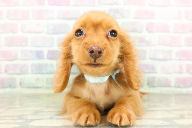 埼玉県のミニチュアダックスフンド(ロング) (Coo&RIKU熊谷ニットーモール店/2026年1月20日生まれ/男の子/ゴールド)の子犬の1枚目の画像