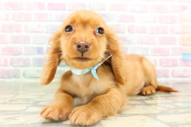 埼玉県のミニチュアダックスフンド(ロング) (Coo&RIKU熊谷ニットーモール店/2026年1月20日生まれ/男の子/ゴールド)の子犬の2枚目の画像