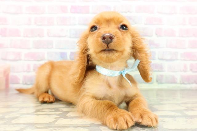 埼玉県のミニチュアダックスフンド(ロング) (Coo&RIKU熊谷ニットーモール店/2026年1月20日生まれ/男の子/ゴールド)の子犬の3枚目の画像