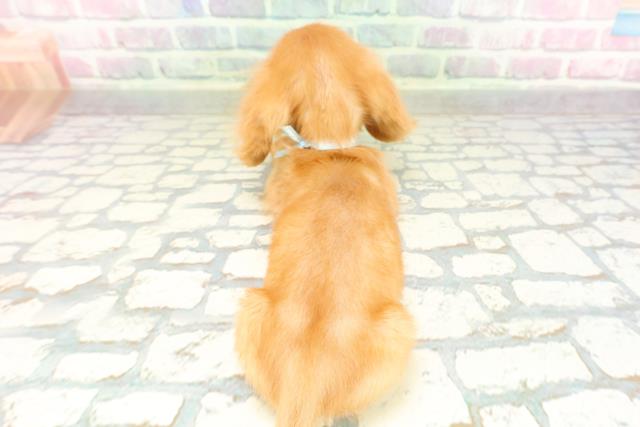 埼玉県のミニチュアダックスフンド(ロング) (Coo&RIKU熊谷ニットーモール店/2026年1月20日生まれ/男の子/ゴールド)の子犬の4枚目の画像