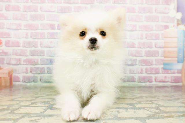 栃木県のポメラニアン (Coo&RIKU宇都宮店/2026年1月25日生まれ/男の子/クリーム)の子犬の1枚目の画像