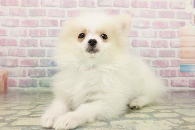 栃木県のポメラニアン (Coo&RIKU宇都宮店/2026年1月25日生まれ/男の子/クリーム)の子犬の2枚目の画像