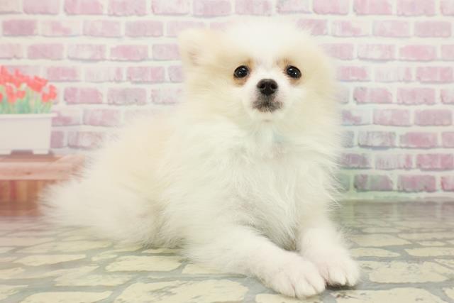 栃木県のポメラニアン (Coo&RIKU宇都宮店/2026年1月25日生まれ/男の子/クリーム)の子犬の3枚目の画像
