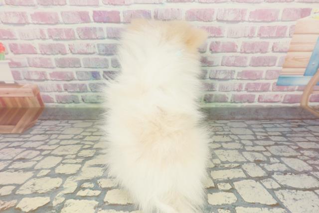 栃木県のポメラニアン (Coo&RIKU宇都宮店/2026年1月25日生まれ/男の子/クリーム)の子犬の4枚目の画像