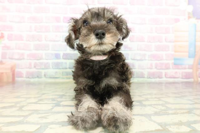 ミニチュア・シュナウザー