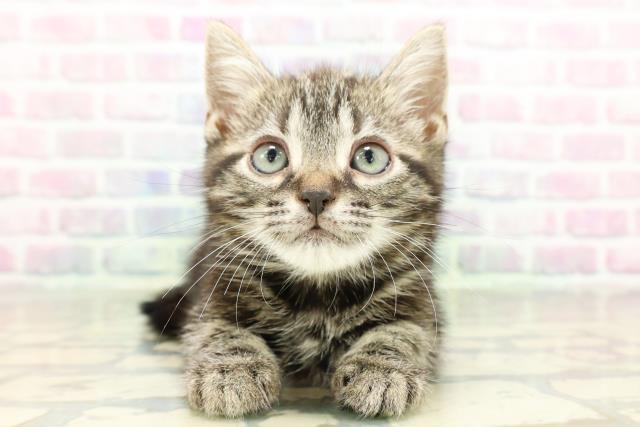 アメリカンショートヘアー