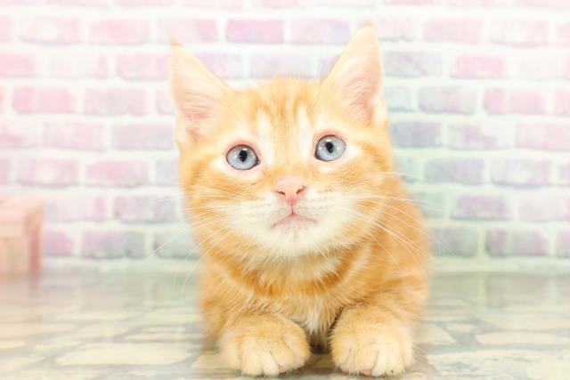 東京都のアメリカンショートヘアー (Coo&RIKU新宿三丁目店/2026年2月17日生まれ/男の子/レッドタビー)の子猫の1枚目の画像