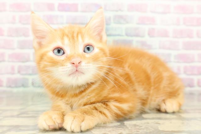 東京都のアメリカンショートヘアー (Coo&RIKU新宿三丁目店/2026年2月17日生まれ/男の子/レッドタビー)の子猫の2枚目の画像