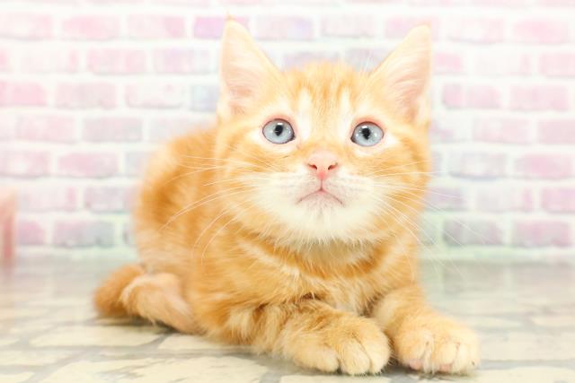 東京都のアメリカンショートヘアー (Coo&RIKU新宿三丁目店/2026年2月17日生まれ/男の子/レッドタビー)の子猫の3枚目の画像